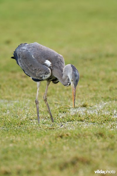 Blauwe reiger in 't veld