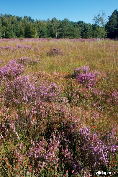 Vochtig heidegebied