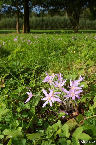 Groepje Herfsttijloos