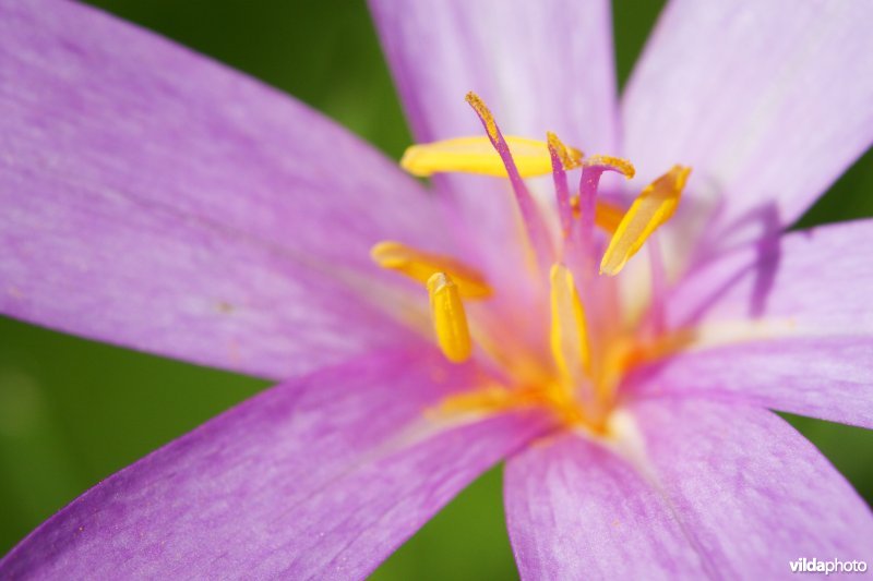 Bloem van Herfsttijloos