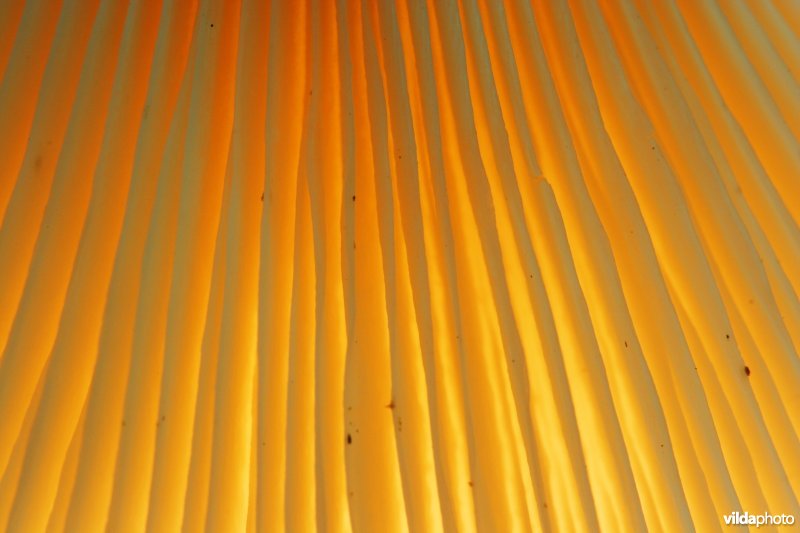 Hoed van een plaatjeszwam