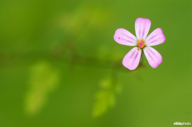 Een delicaat bloemetje in het bos