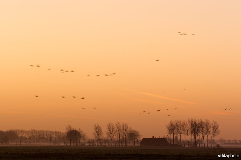 Ganzen in het ochtendlicht