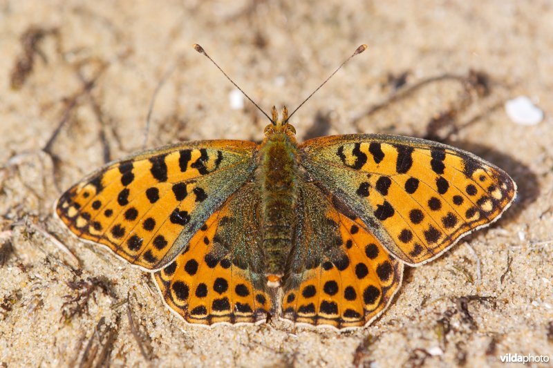 Kleine parelmoervlinder in de duinen