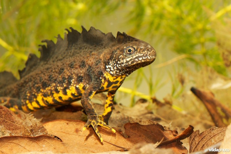 Mannetje Kamsalamander