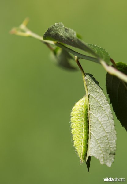 Rups van de Sleedoornpage