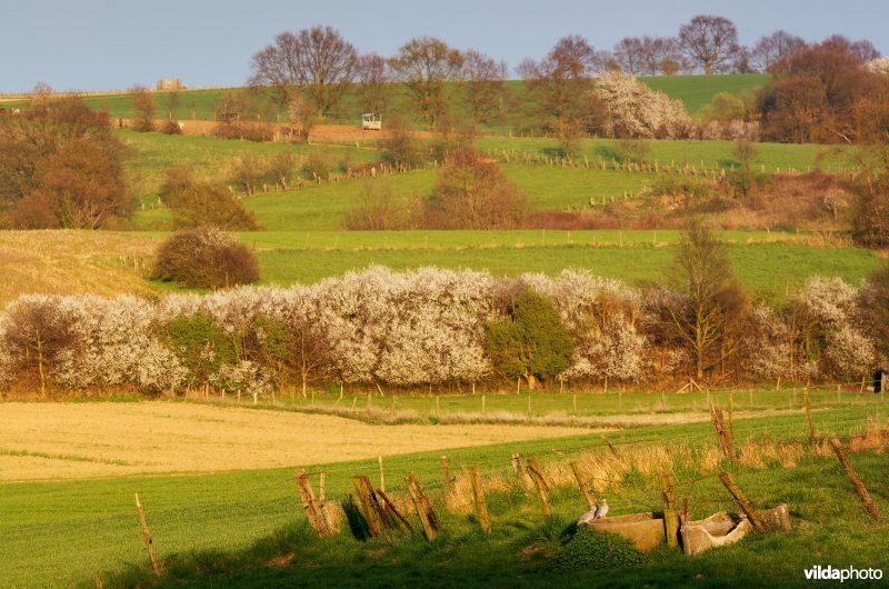 Landschap met kleine landschapselementen