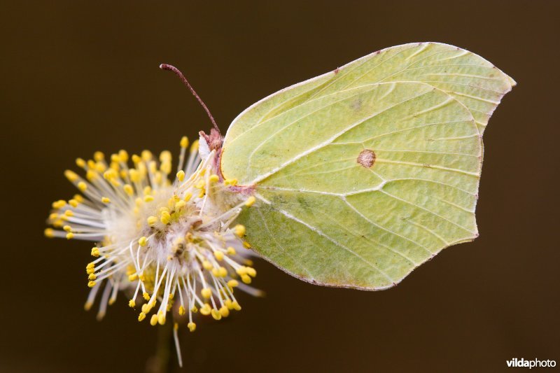 Citroenvlinder op wilgekatje