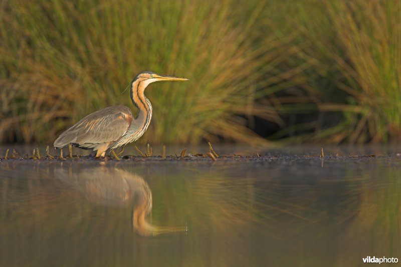 Zonnende Purperreiger