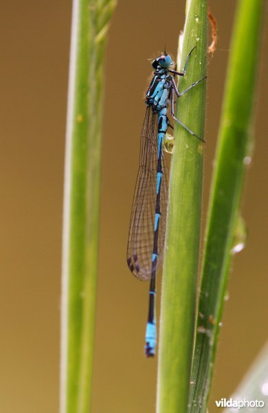 Variabele waterjuffer