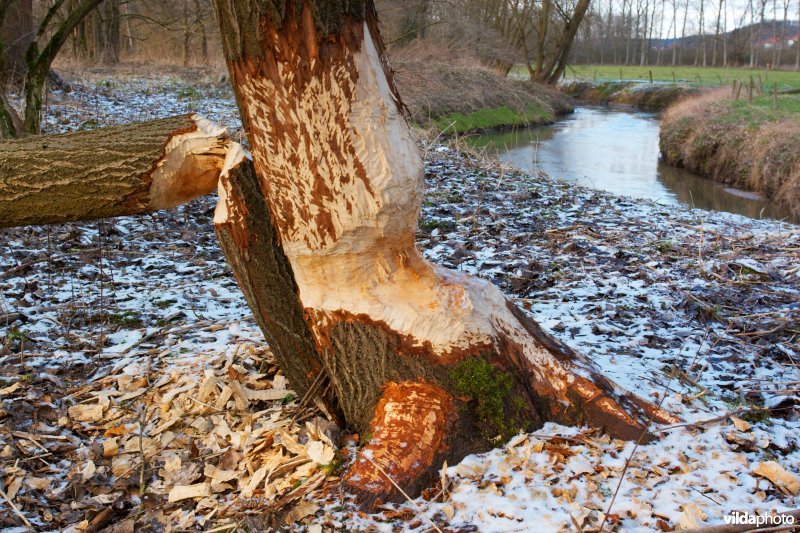 Afgeknaagde boomstam