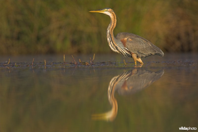 Weerspiegelende Purperreiger