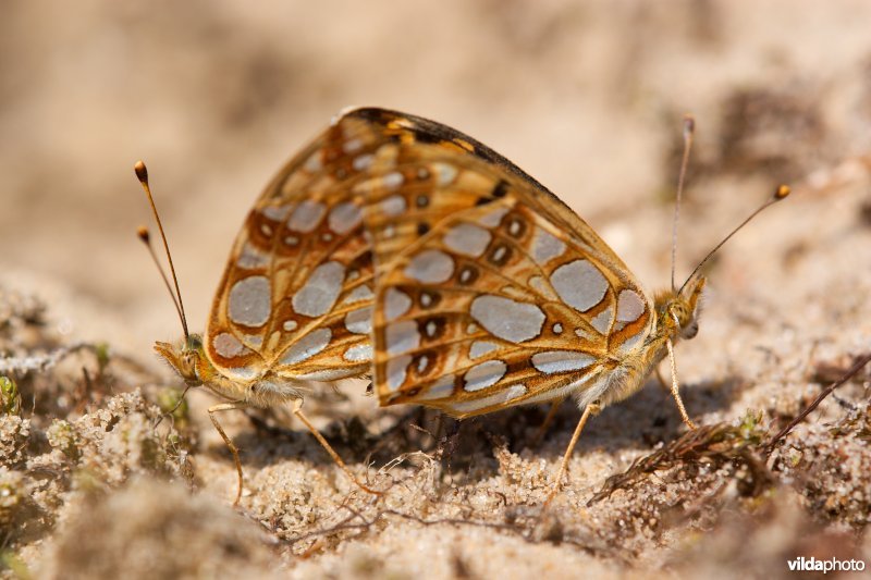 Parende Kleine parelmoervlinder in de duinen