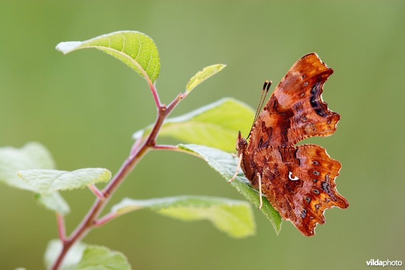 Gehakkelde aurelia op sleedoorn