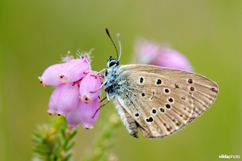 Blauwtje op dophei