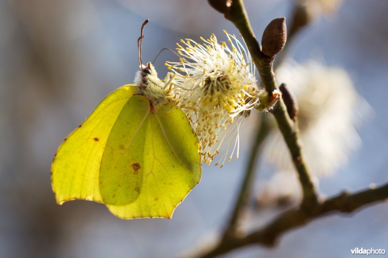 Vlinder op Wilgenkatje
