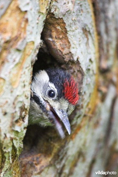 Bedelende Grote bonte specht