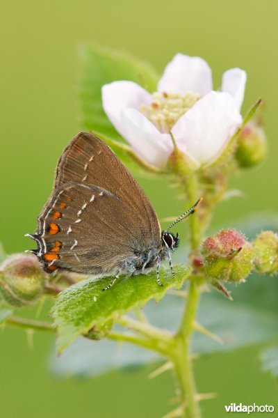 Bruine eikepage op bloeiende braam