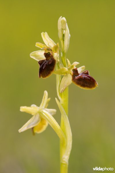 Spinnenorchis