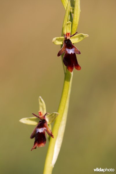 Vliegenorchis