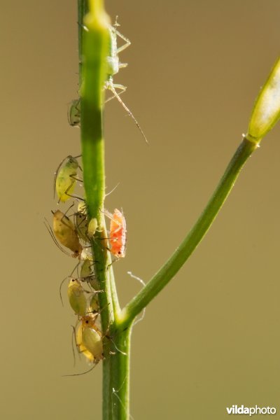 Bladluizen op Kleine veldkers