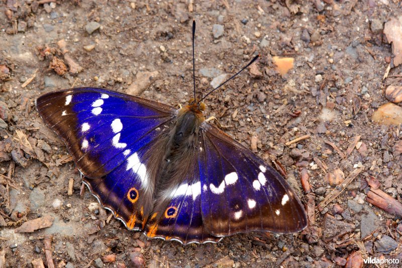 Glanzende vlinder
