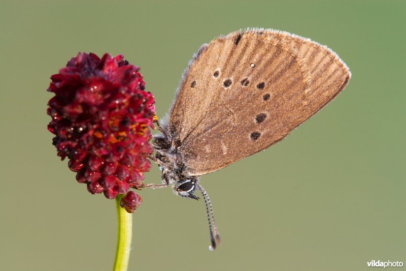 Donker pimpernelblauwtje op Grote pimpernel
