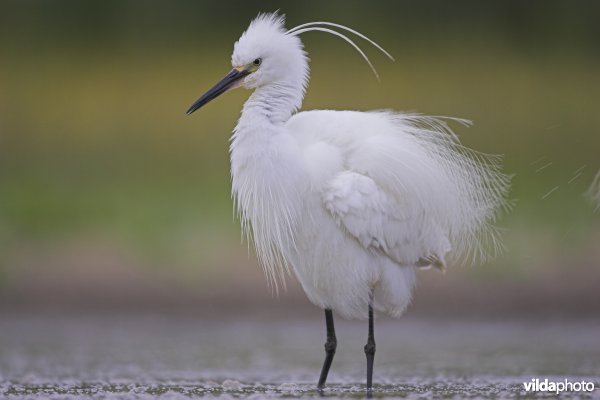 Uitschuddende Kleine zilverreiger