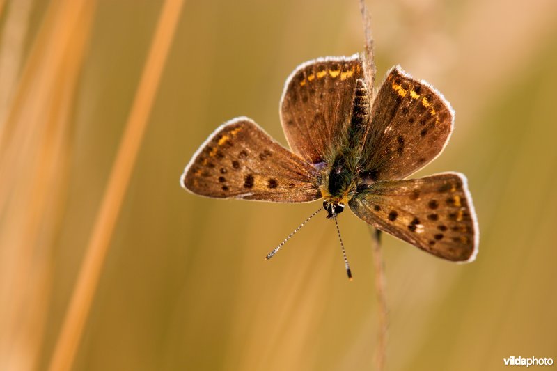 Bruine vuurvlinder