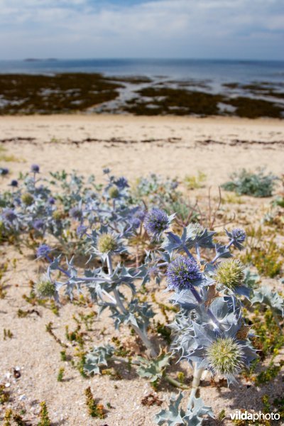 Flora van de Bretoense kustduinen