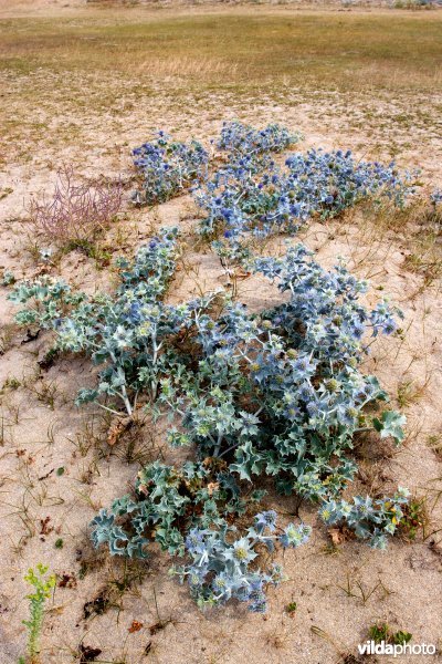 Flora van de Bretoense kustduinen
