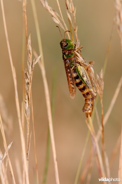 Knopsprietje