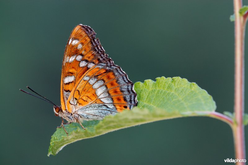 Grote ijsvogelvlinder