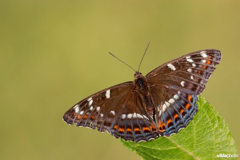 Grote ijsvogelvlinder