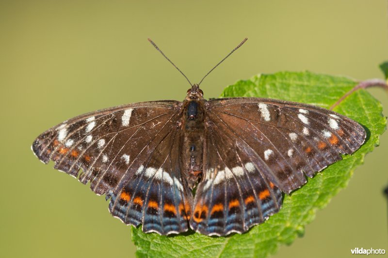 Grote ijsvogelvlinder