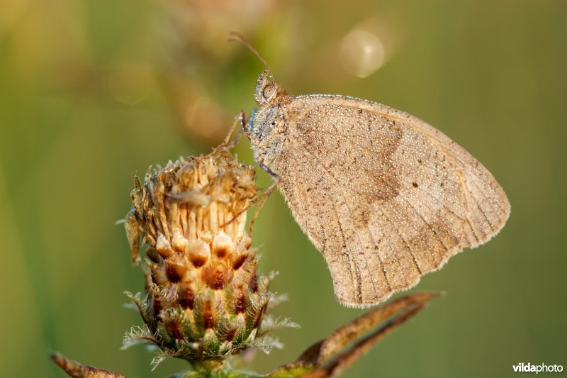 Bruin zandoogje