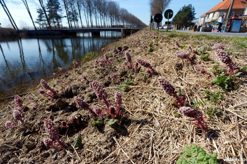 Groot hoefblad langs de Damse vaart