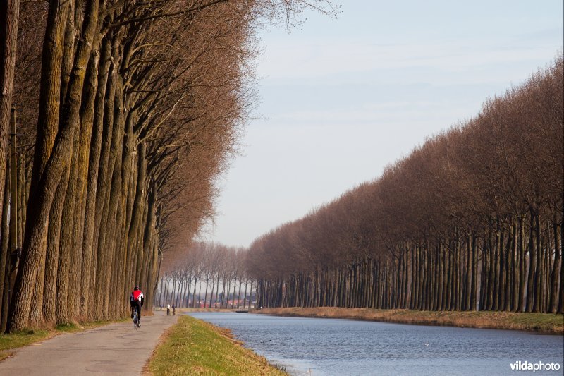 Populieren langs de Damse vaart