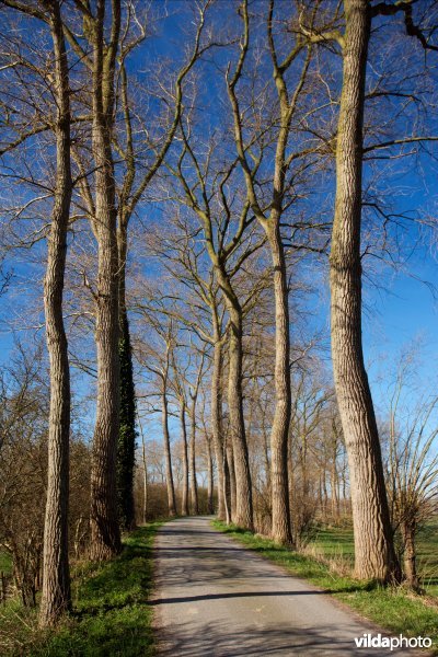 Populierenrijen langs de Krinkeldijk