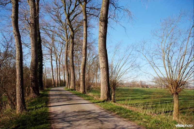 Populierenrijen langs de Krinkeldijk