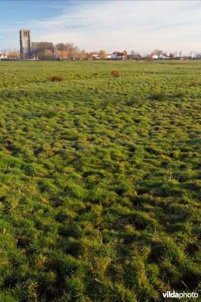 Microreliëf in de zilte weilanden rond Oostkerke