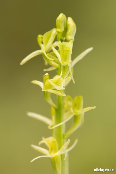 Groenknolorchis