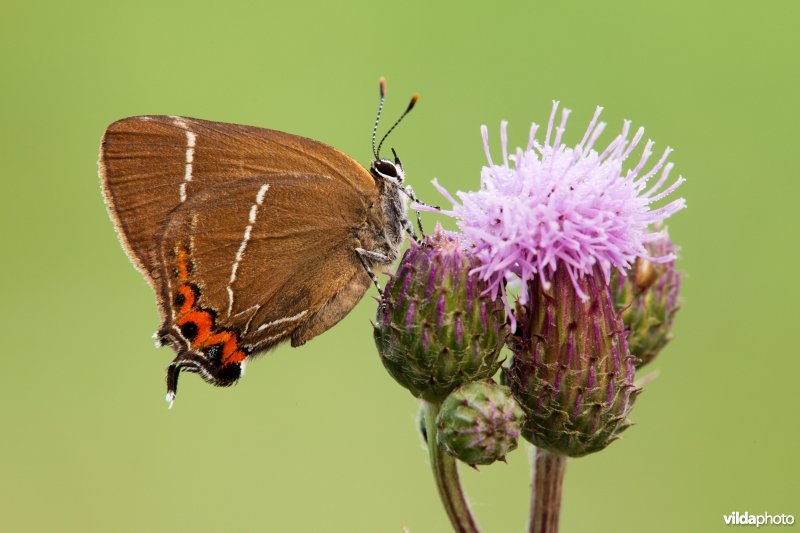 Iepenpage op een distel