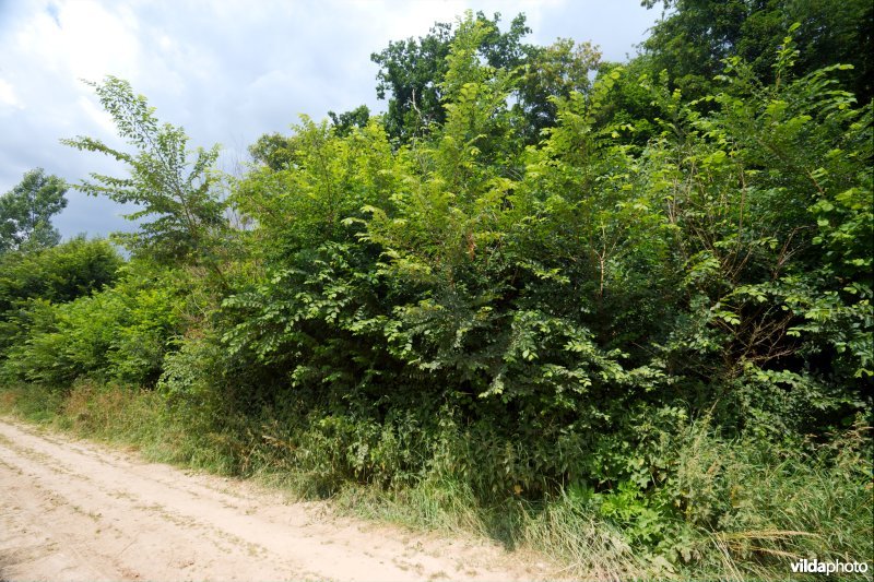 Leefgebied van de Iepenpage