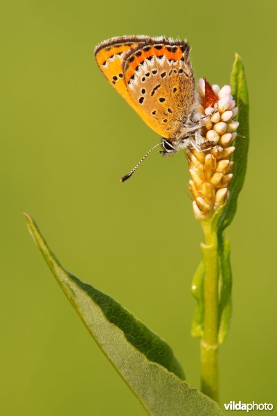 Blauwe vuurvlinder op waardplant