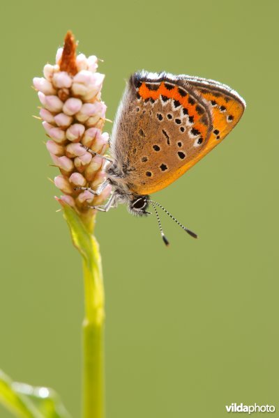 Blauwe vuurvlinder op waardplant