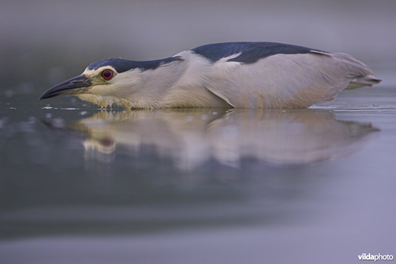 Kwak op de loer
