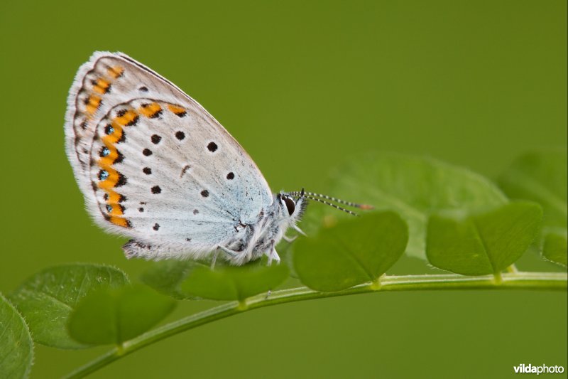 Kroonkruidblauwtje