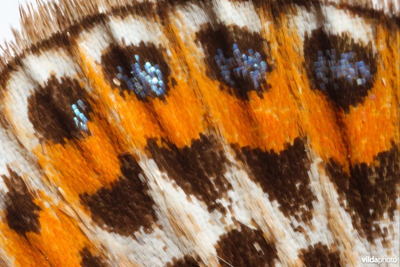 Schubben van een vlinder