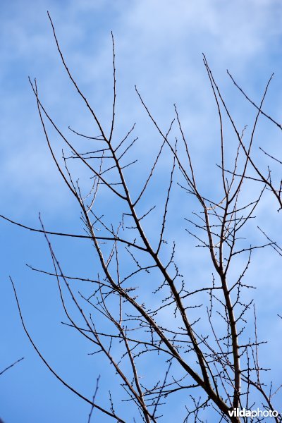 Iep in de winter